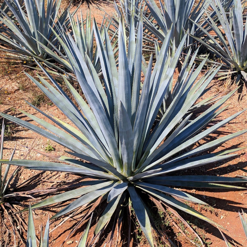 Touring Tequila Like a Jefe!